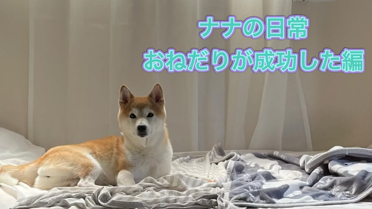 [飼い主はチョロい？] ご飯食べたけど、おやつは別腹だよ