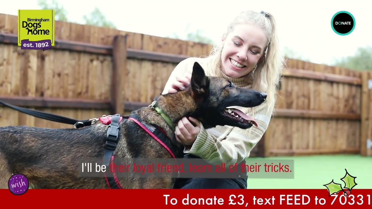Lonely Paws: I'm waiting for you LYRICS - Birmingham Dogs Home, sponsored by National Gas Metering