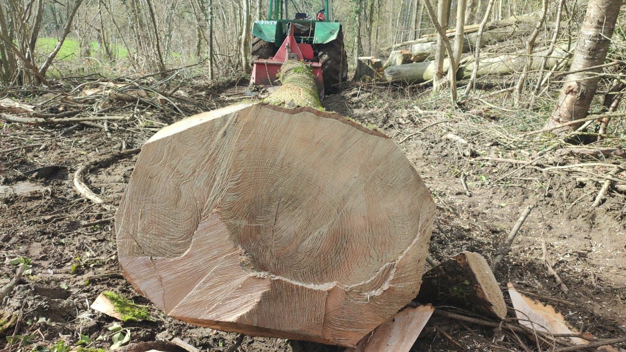 Abattage est débardage d'un très gros frêne #forestmen 