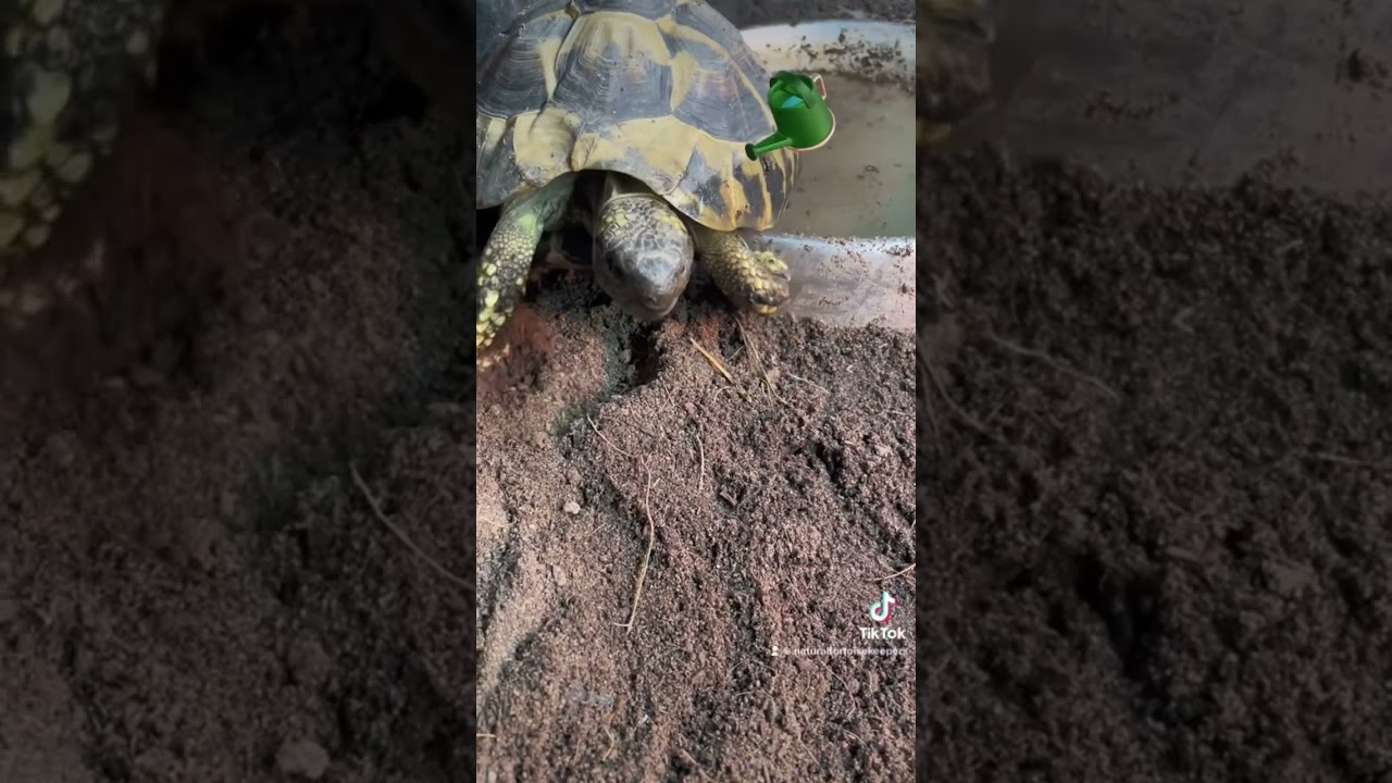 Don&rsquo;t forget about this tortoise must have! #tortoisetable #tortoisegarden #tortoise #cutetortoise