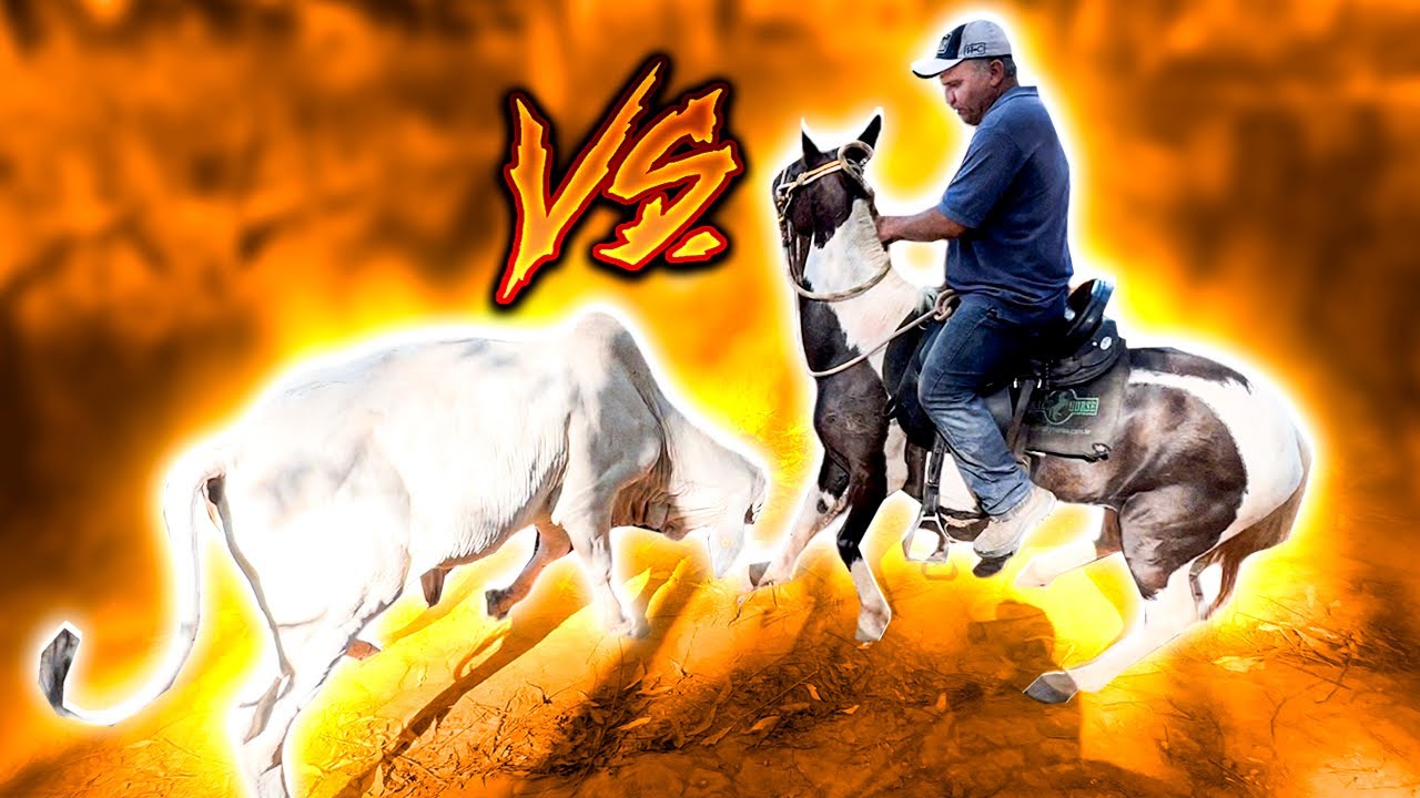 BOI Pegando CAVALO 😱