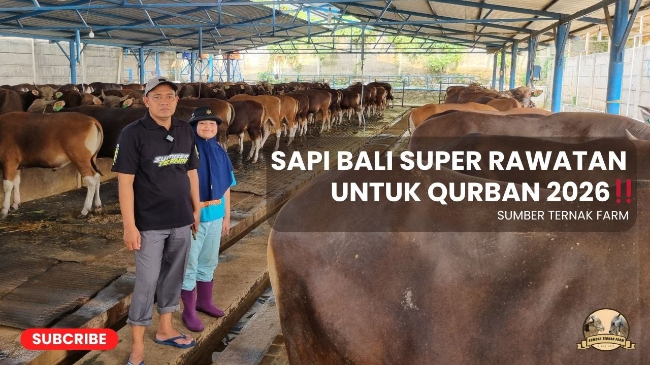 SAPI BALI SUPER PERSIAPAN QURBAN 2026‼️| SUMBER TERNAK FARM