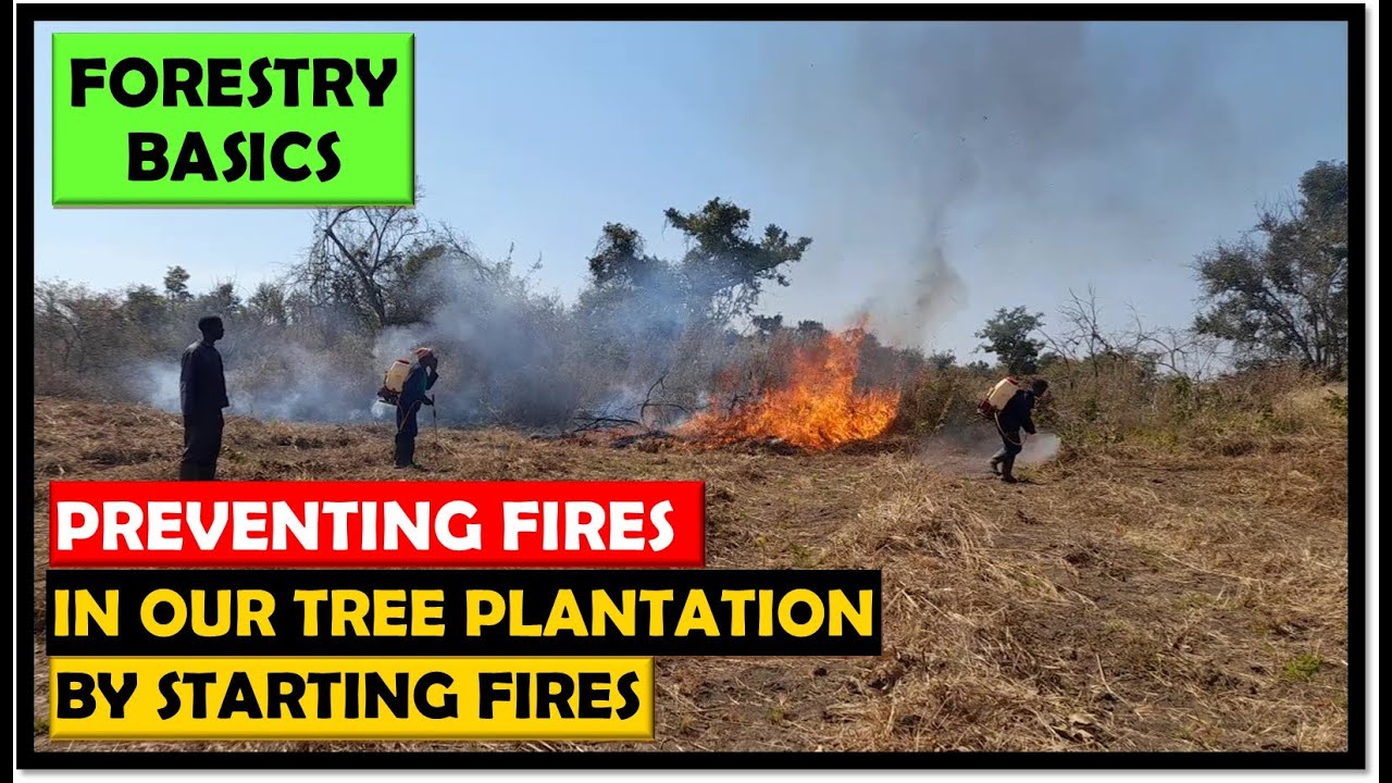 How We Use Fires to Prevent Fires in Our Tree Plantation
