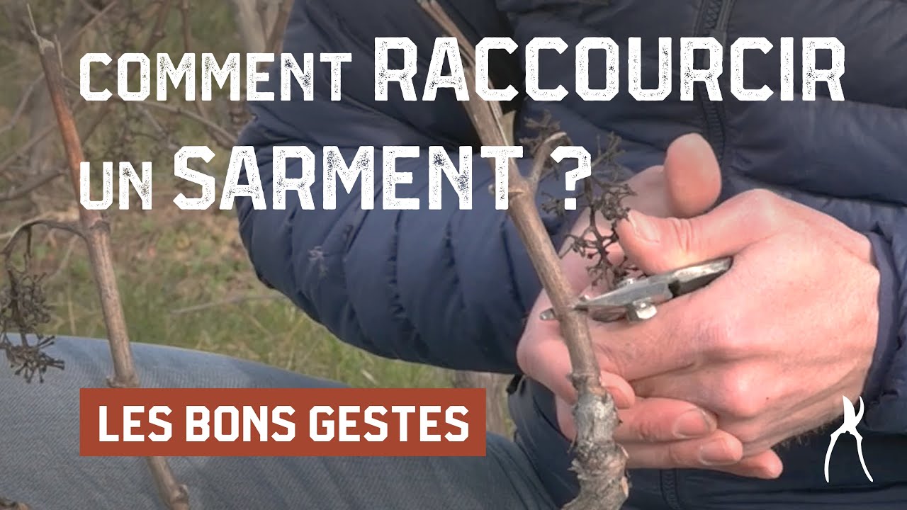 Comment r&eacute;duire en longueur un sarment ? - Taille de la vigne