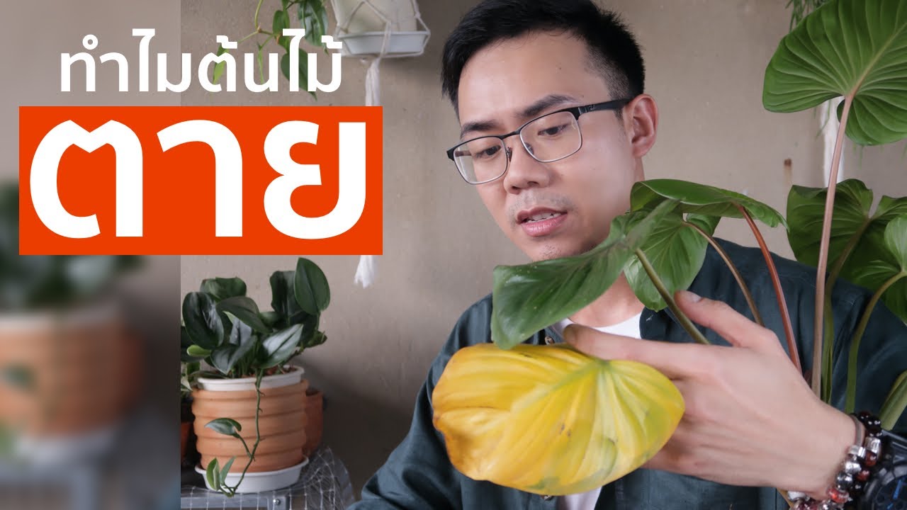 ทำไมปลูกต้นไม้ฟอกอากาศแล้วตาย? | Uncle Bank