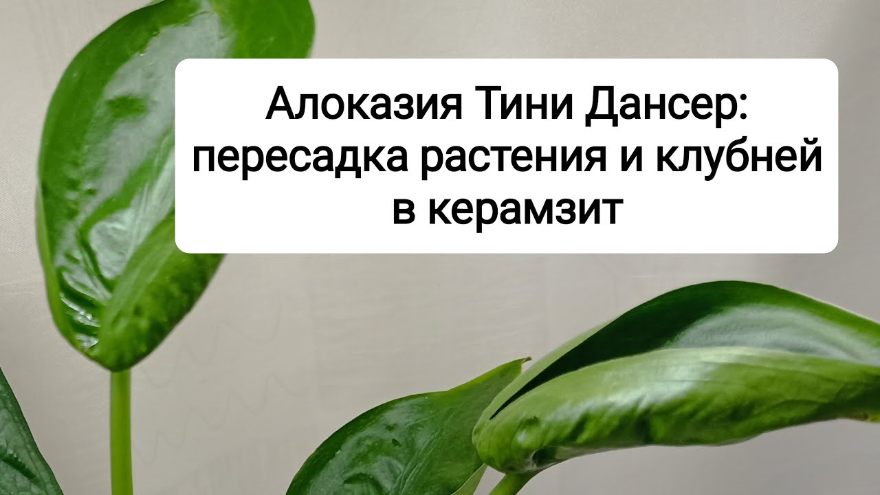 Алоказия Тини Дансер: пересадка растения и клубней из грунта в керамзит