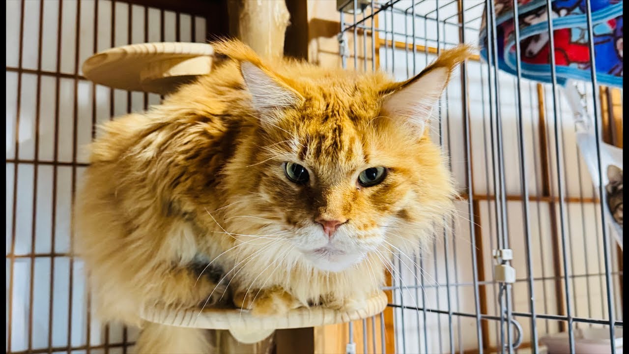 よりパパ【しゃあ猫団 ch.】 がライブ配信中！