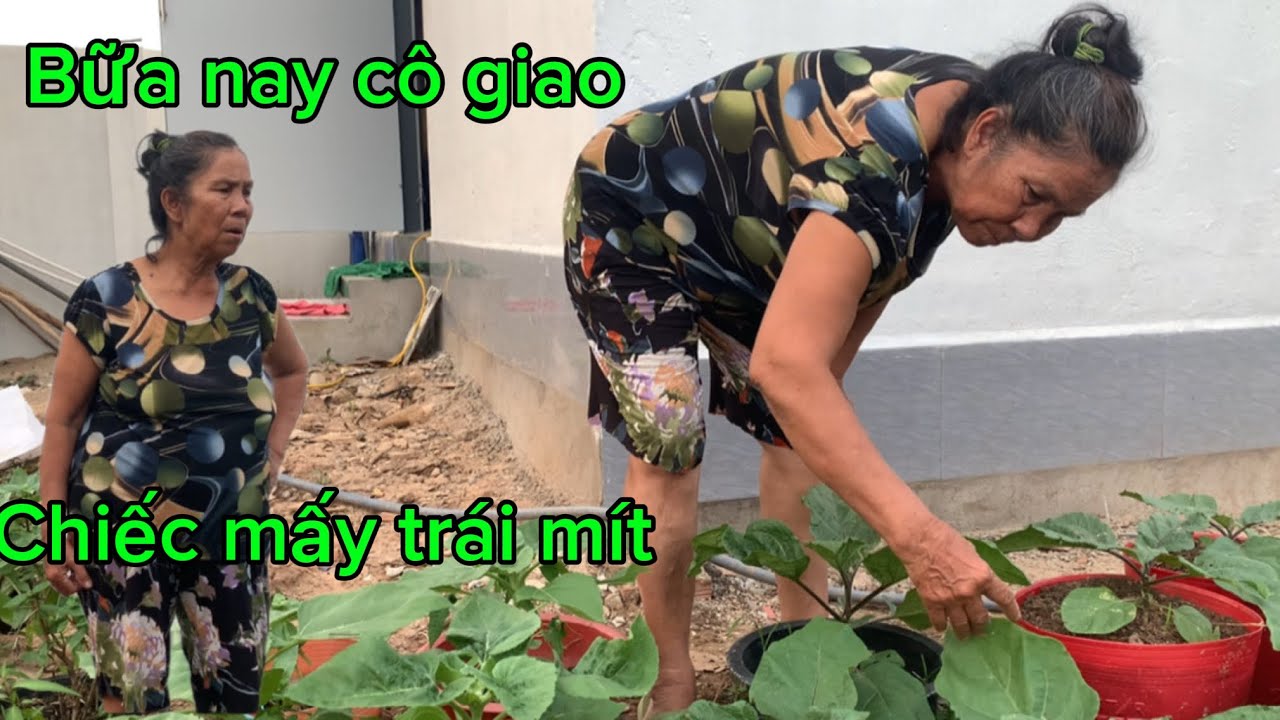 Cập Nhật/ nhà kỷ niệm của cô giao chú Minh/ với nhà mới/ thấy cô đang chiếc mít 