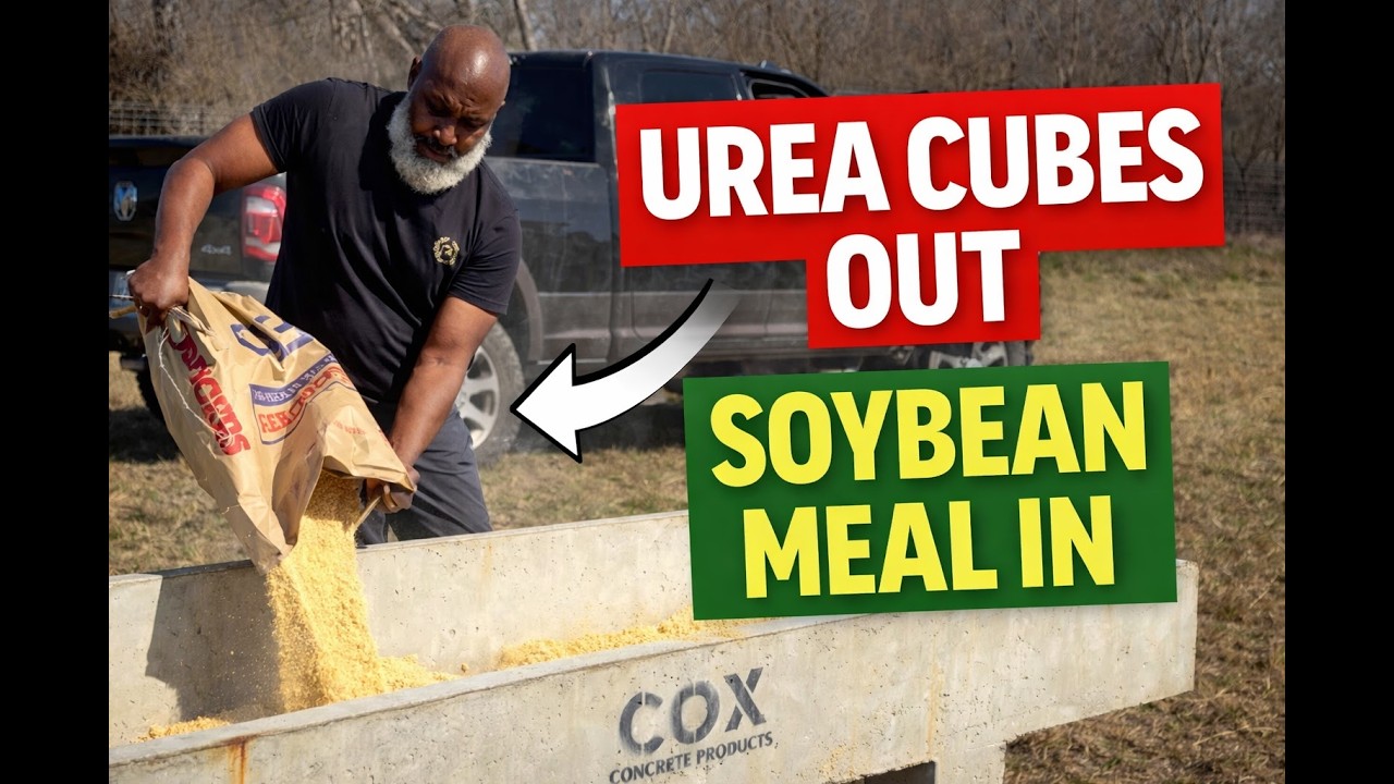 Почему я вернула кубики мочевины (и чем кормлю своих питомцев вместо них)