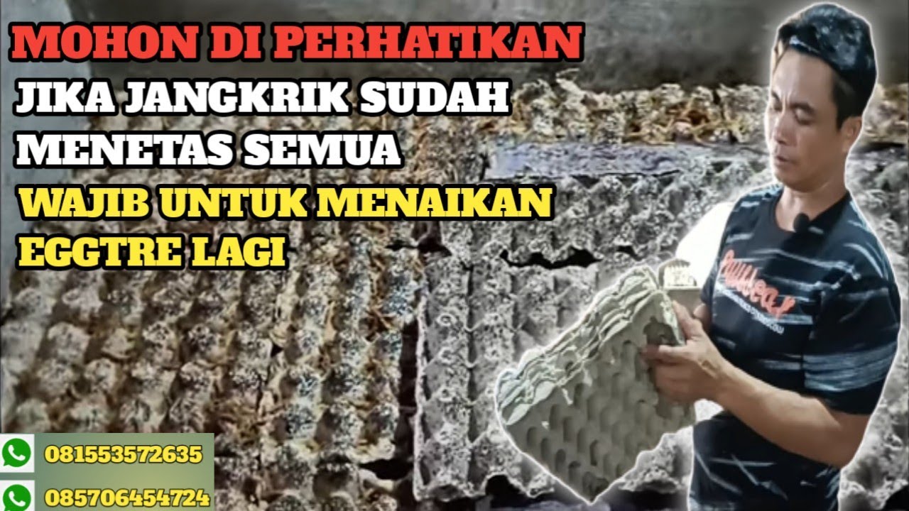 KUSUS UNTUK PEMULA 🟠JIKA JANGKRIK SUDAH MENETAS SEMUA WAJIB DI NAIKAN EGGTRENYA LAGI👌