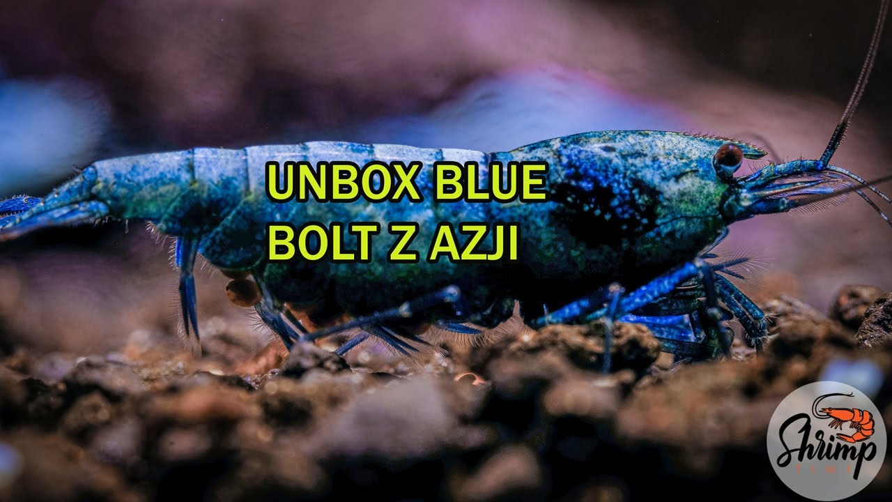 Unbox krewetek Blue Bolt top top z dalekiego Wschodu