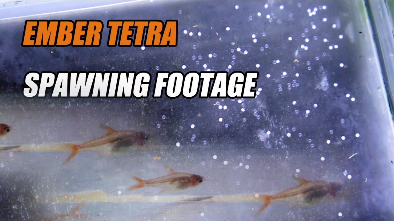 Ember Tetra Breeding: Attempt to catch ember tetras spawning.