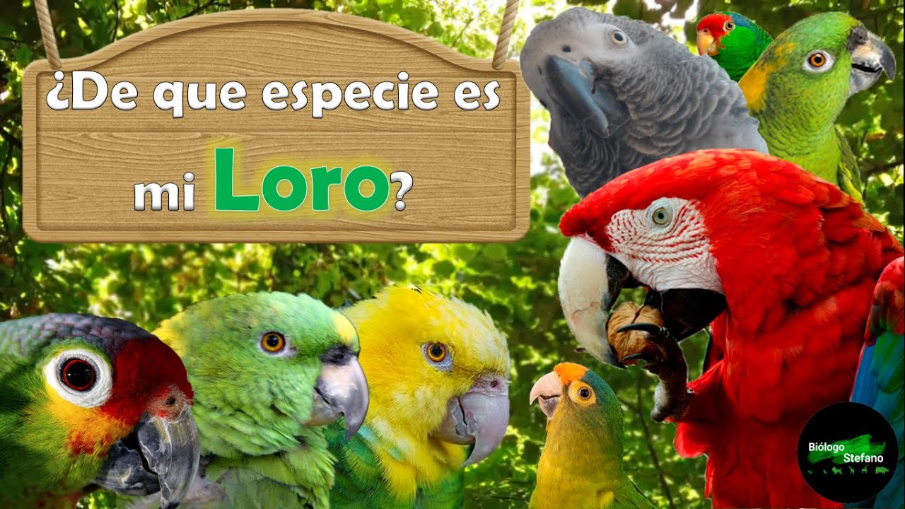 ¿De qué especie es mi loro?