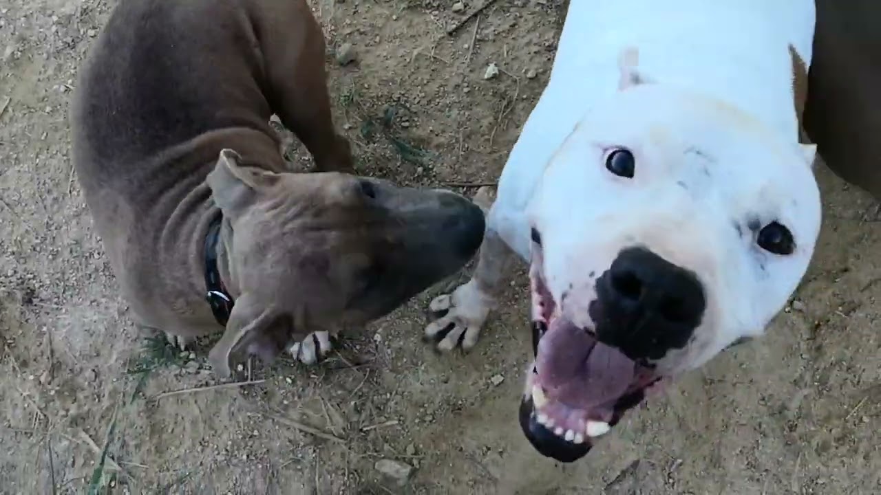 ピットブル　ソフィー・ダディが施設に来た時