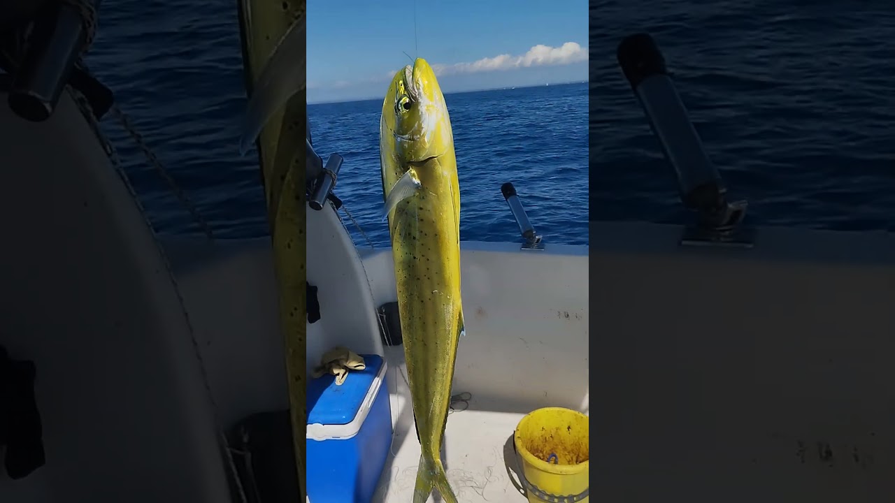 Lampuga a Drifting. Pesca su batimetrica di 120 metri