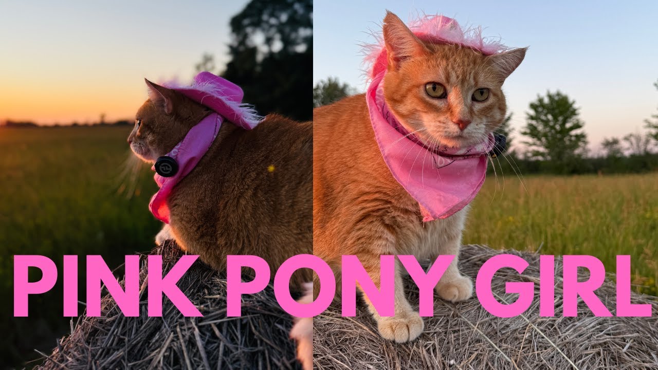 Pumpkin is a Pink Pony Girl