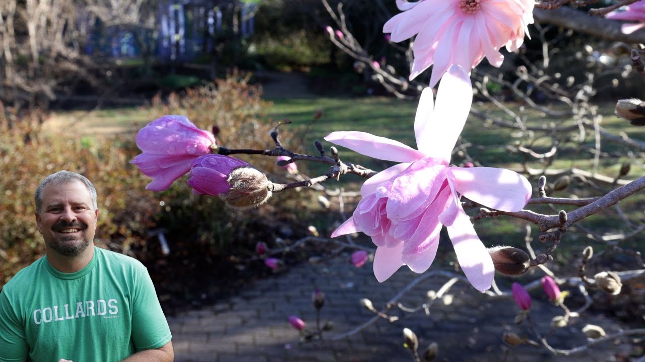Early Flowering Trees with Doug Ruhren - Magnolias, Cherries, Cornus, Camellias, Sassafras