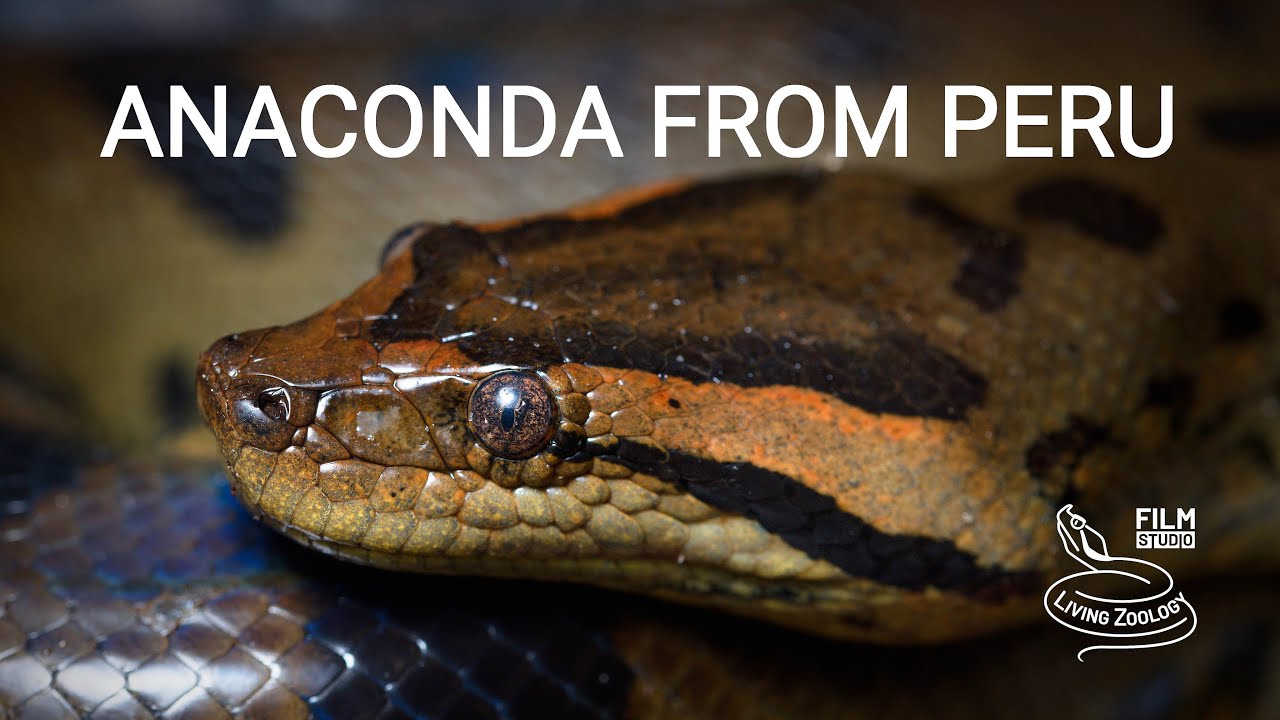 Green anaconda from the Amazon rainforest in Peru!