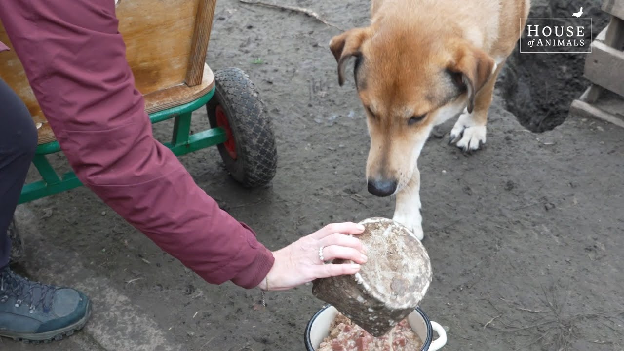 Nederlandse oorlogskeuken voor ontheemde dieren in Oekraïne - House of Animals
