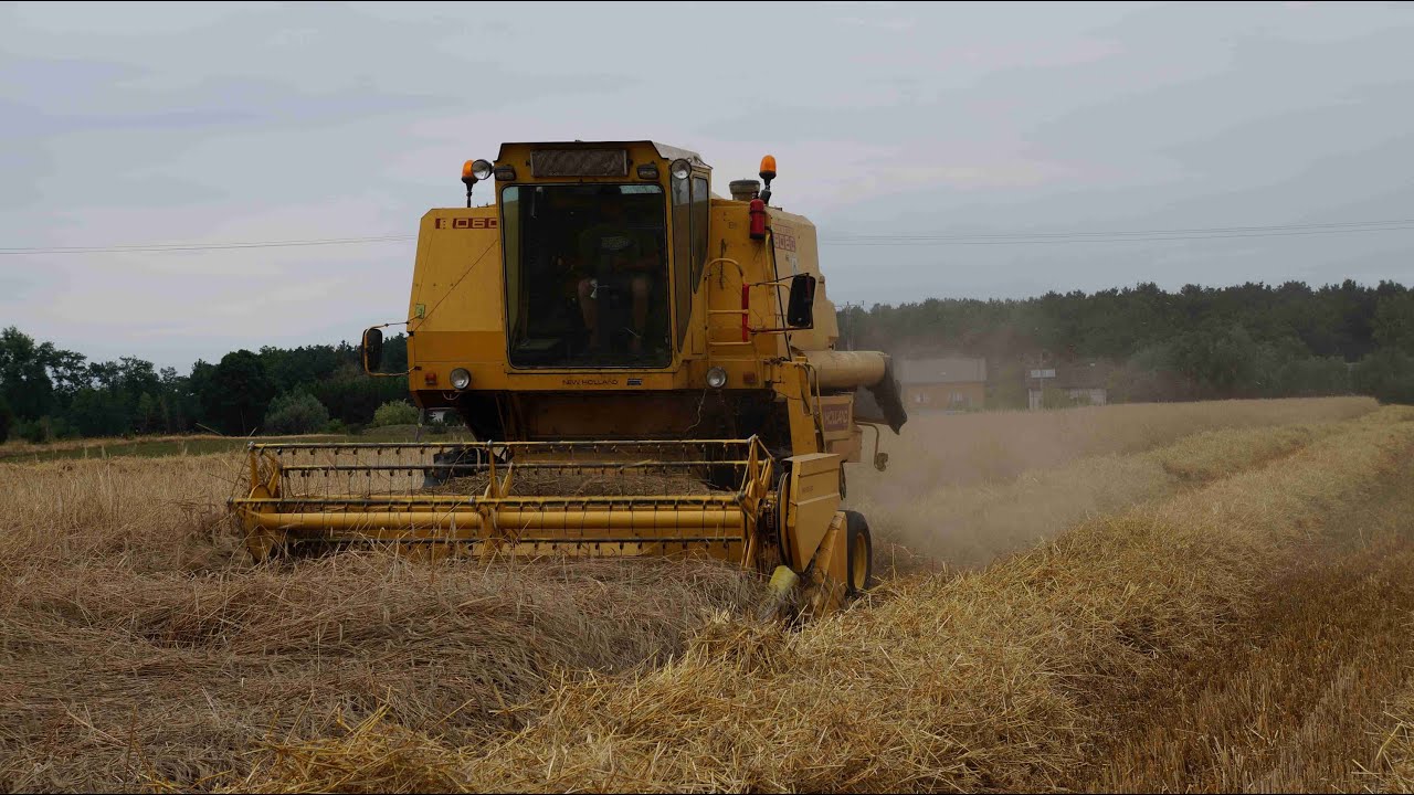 Żniwa na Kujawach 2014 cz.2 new holland clayson 8060 MTZ 82 ᴴᴰ