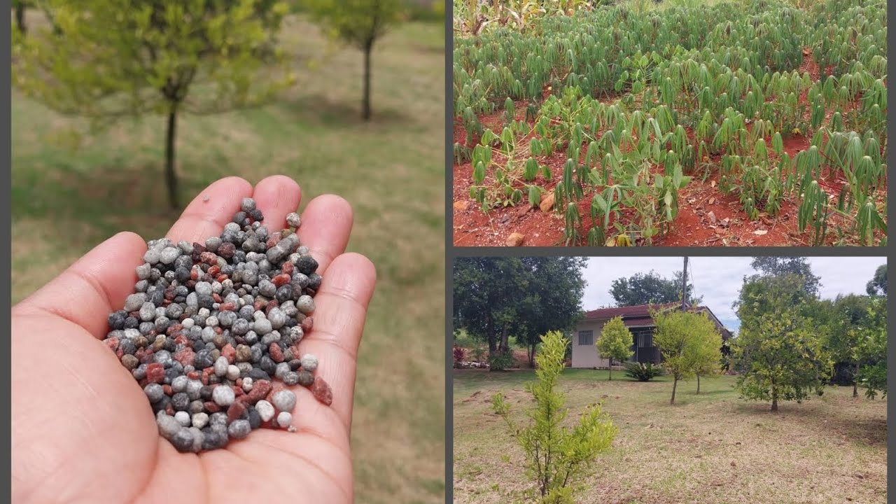 Limpeza No Quintal E Na Rocinha 🏡/ Adubação Das Frutíferas 🍊☺️