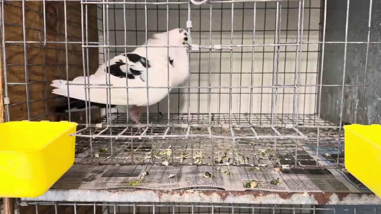 Venta de Palomas