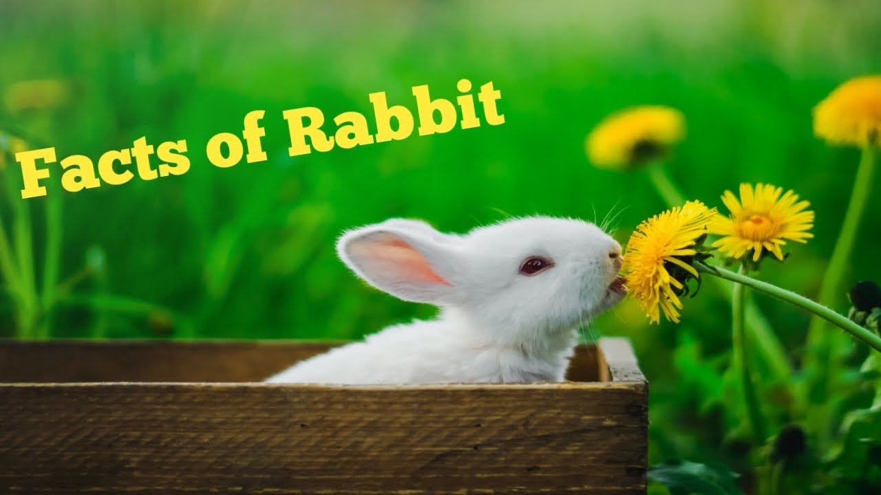 Facts of Rabbit for kids/ Top 20 Amazing Facts of Rabbit. Kidz BuzyBee