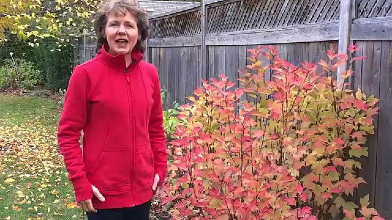 Hip Protectors for Osteoporosis