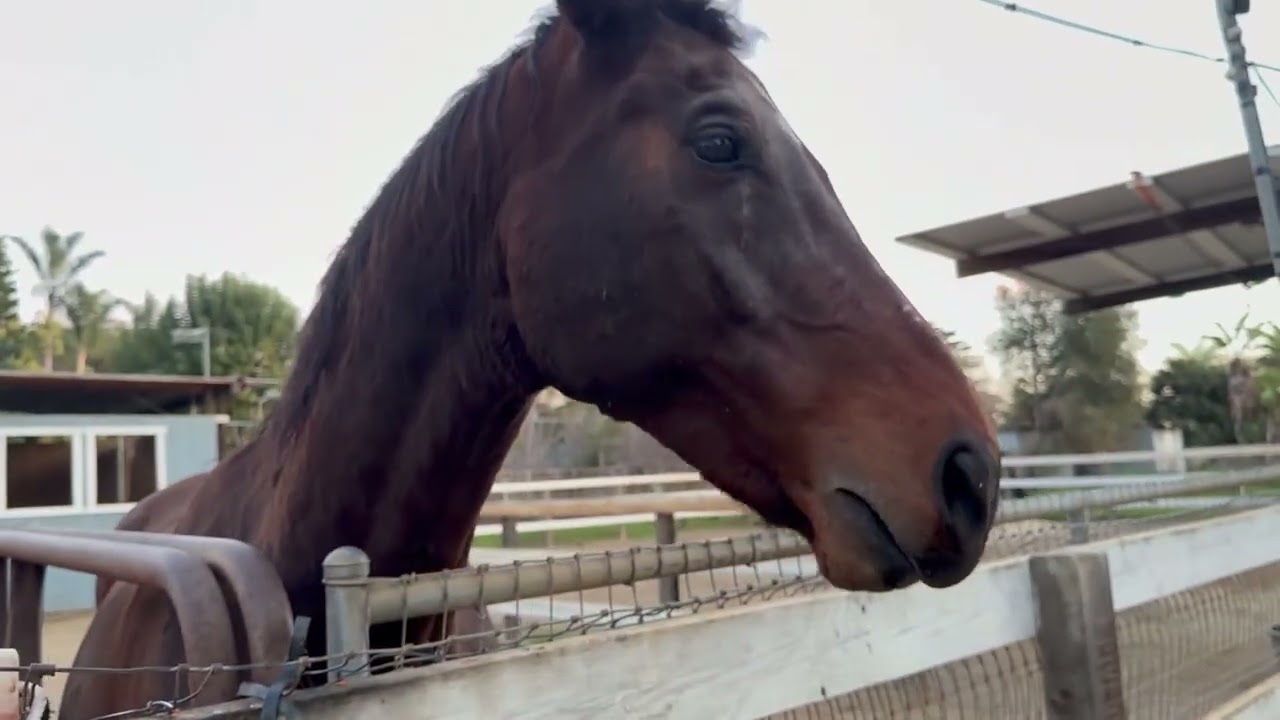 The Horses Get Carrots And Eat Their Food!