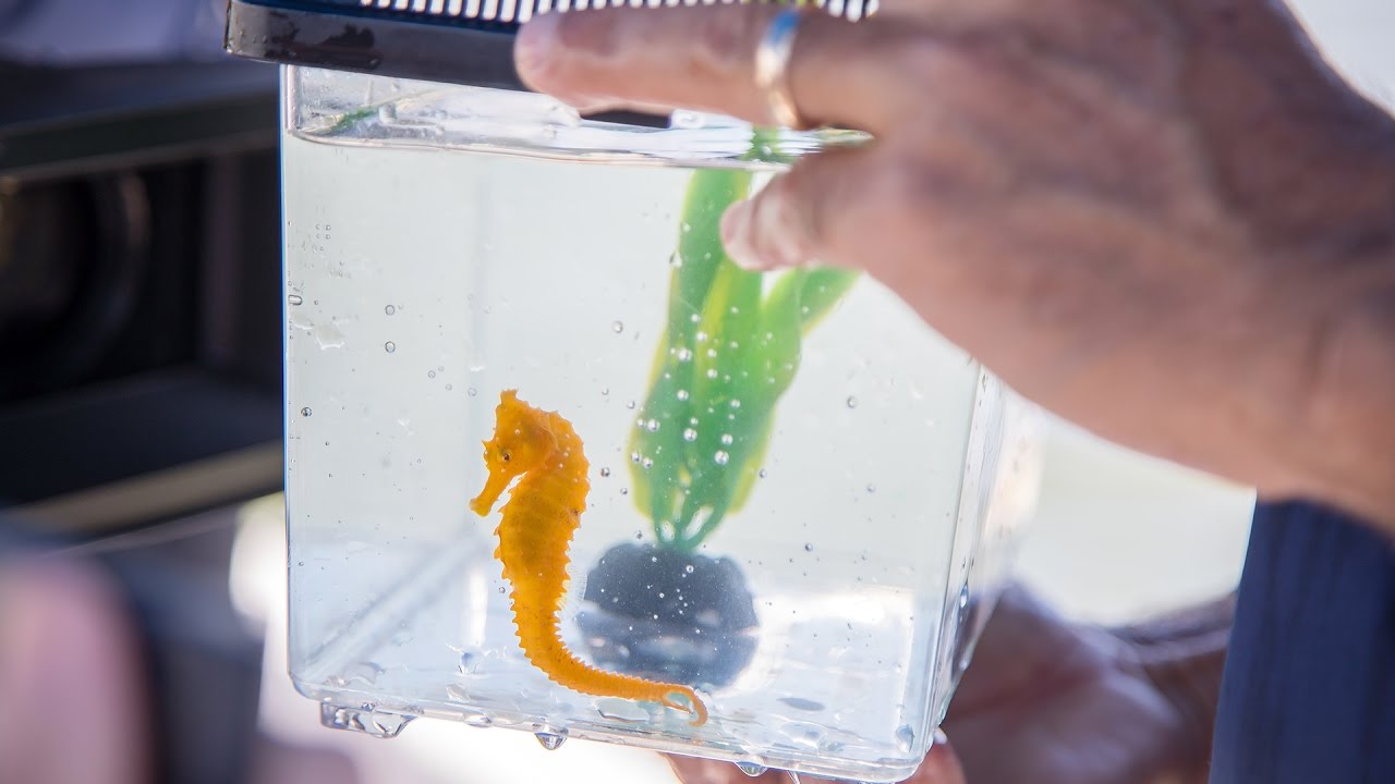 Cheeto the Lucky Seahorse Live Release Into the Wild