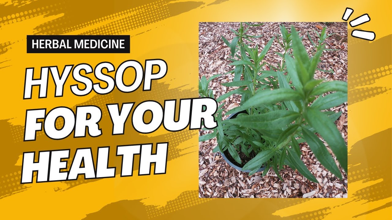 Practical Medicinal Health Benefits of Hyssop