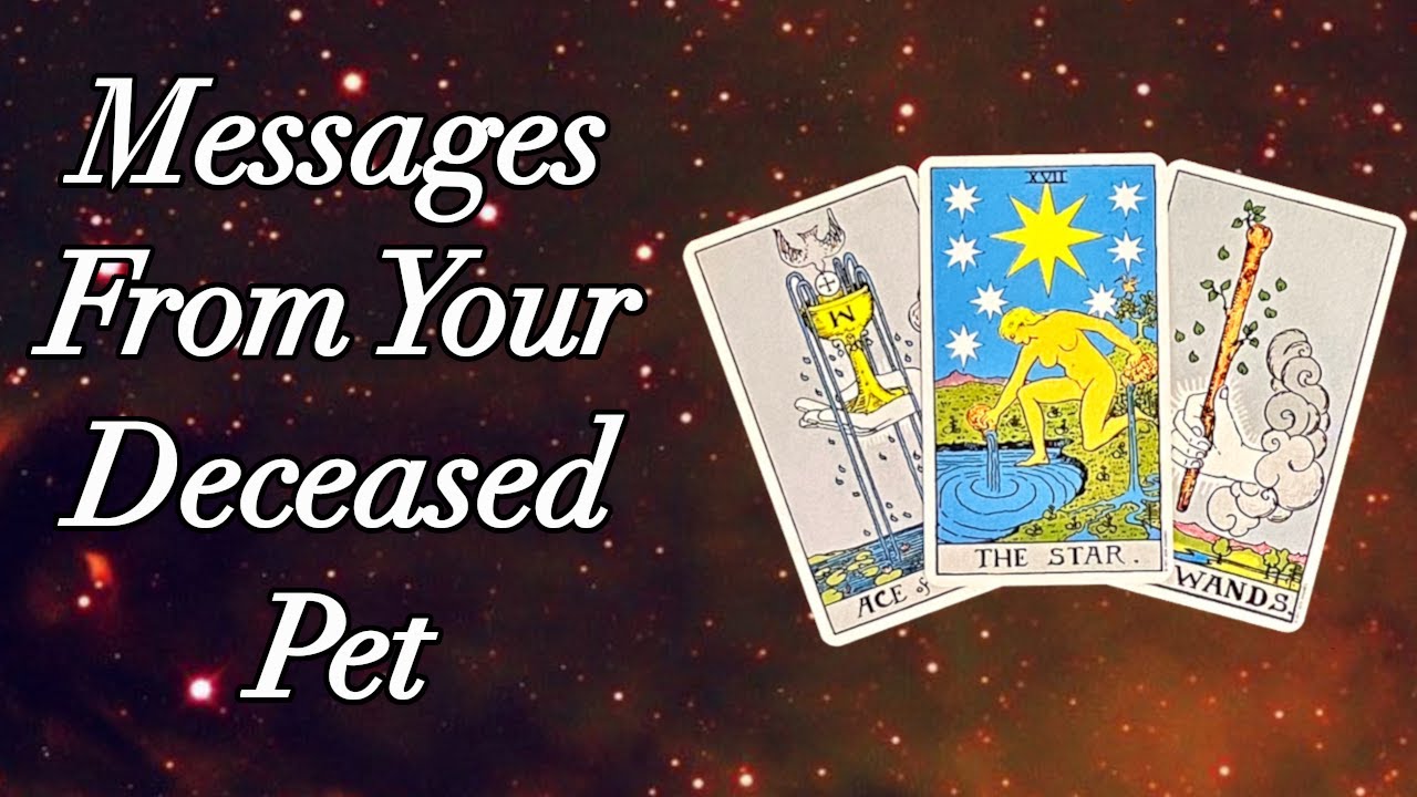 🌈🐾 Messages From Your Deceased Pet 🌈🐾 Timeless Pick A Card Reading 🐹 🐶 🐰 🐱 🐴 🐤