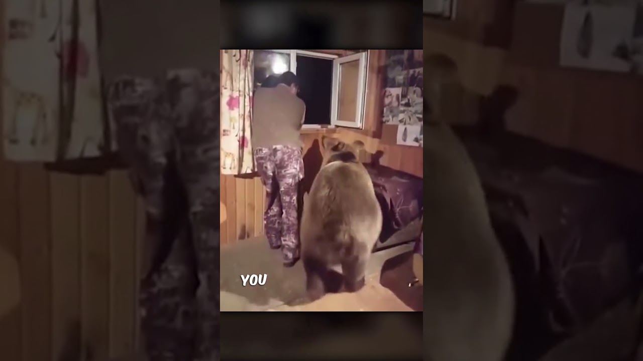 Этот медведь гризли каждый день навещает дом мужчины! 🐻
