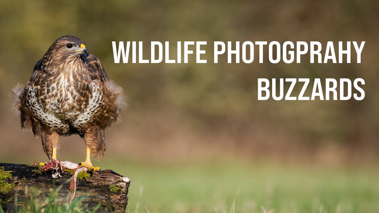 I FINALLY managed to PHOTOGRAPH BUZZARDS - Wildlife Photography Workshop Giveaway - OM SYSTEM OM-1