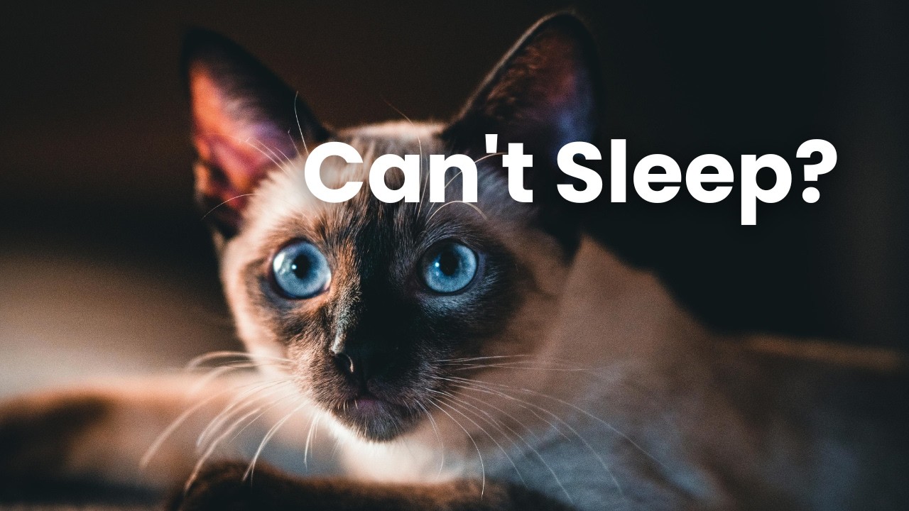 Why Your Cat Wakes You Up at Night (And How To Stop It)