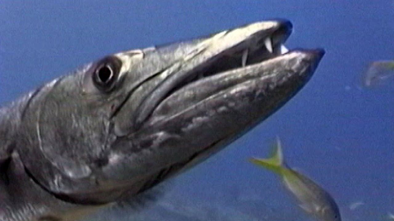 KeysDiveGuideVol 36-Large Fish Identification