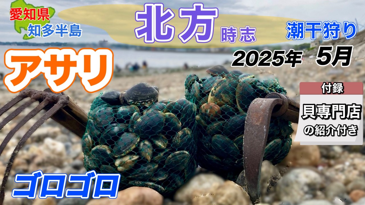 【超穴場】今頃OPENの潮干狩り場でアサリがゴロゴロ。