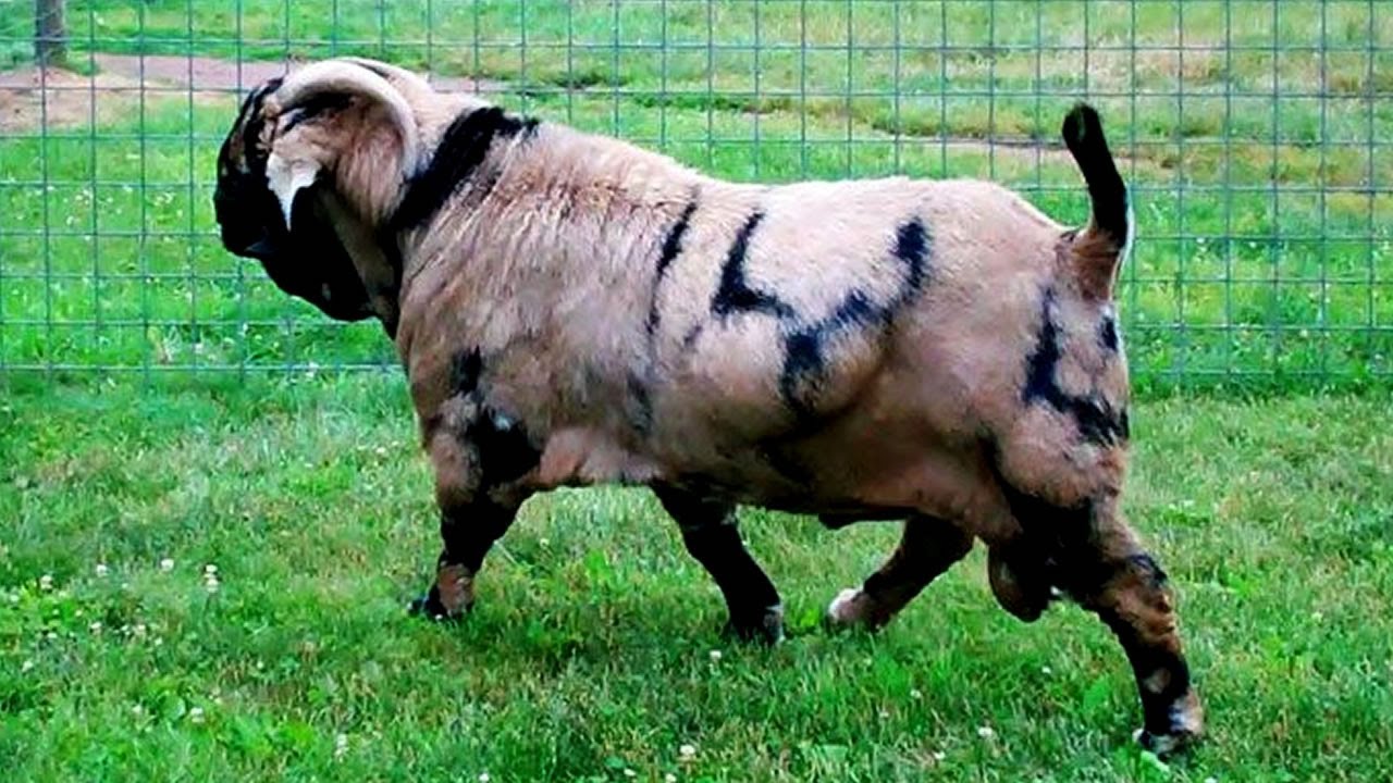7 Razas De Cabras Impresionantes Que Existen