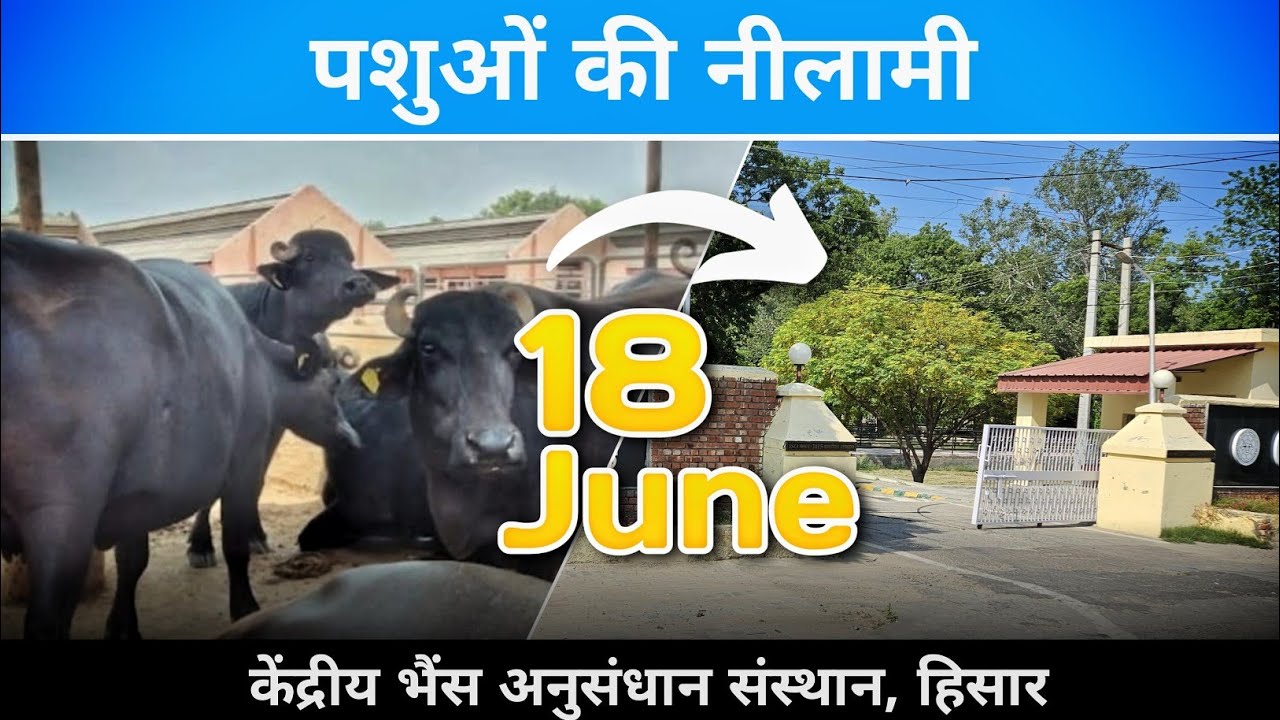 केन्द्रीय भैंस अनुसंधान संस्थान हिसार मे 18 जून 2025 को पशु की नीलामी - CIRB, Hisar