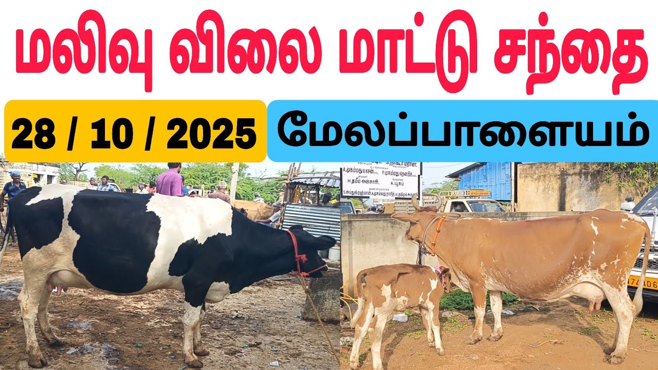 28 октября 2025 г. / Доступный рынок крупного рогатого скота в Тамил Наду #TamilVivaSai #Cow #Cow...