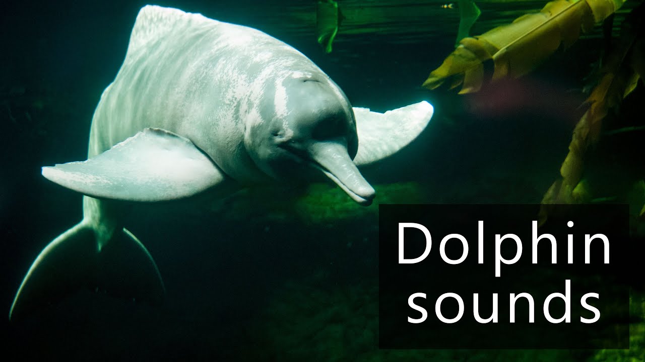 River dolphin sounds recorded underwater in the Amazon river