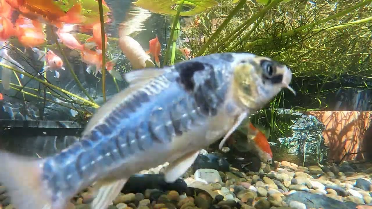 Pond Evolution 26January2026
