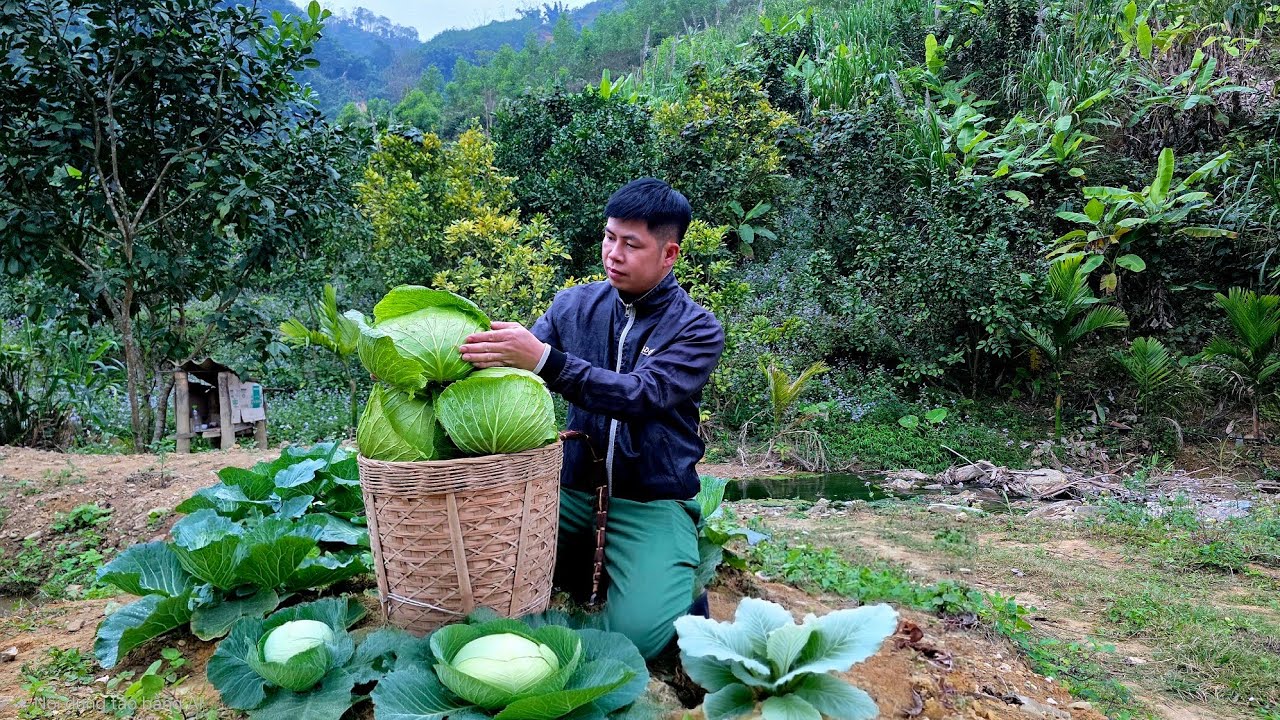 CEO leaves life to cook in countryside: How to make sweet-colored cabbage rolls with meat filling.