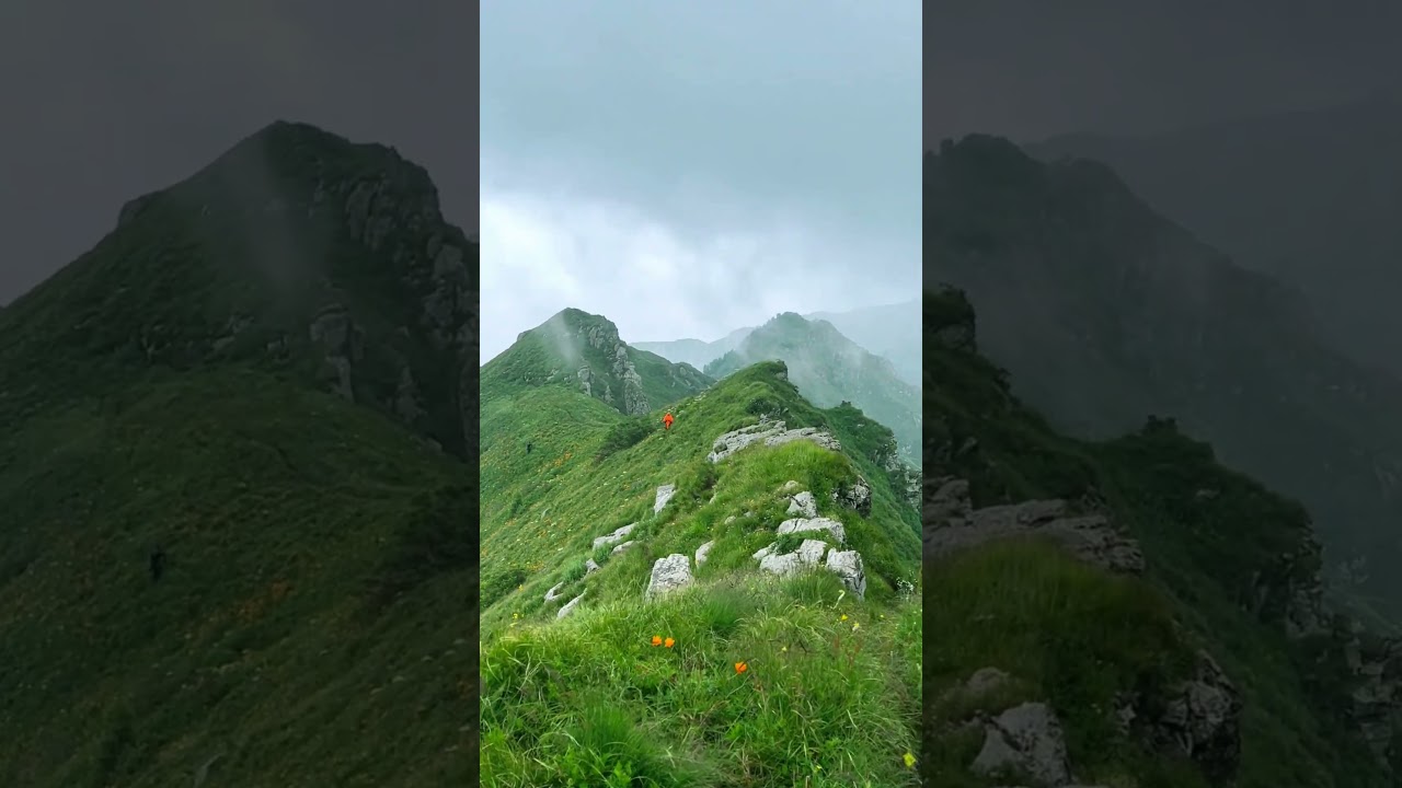 Trollius chinensis Bunge on Xiaowutai Mountains