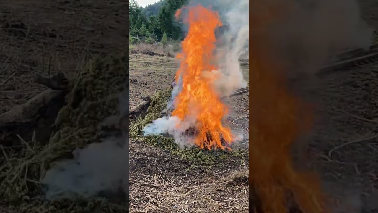 Burning a huge pile of weed 🤣