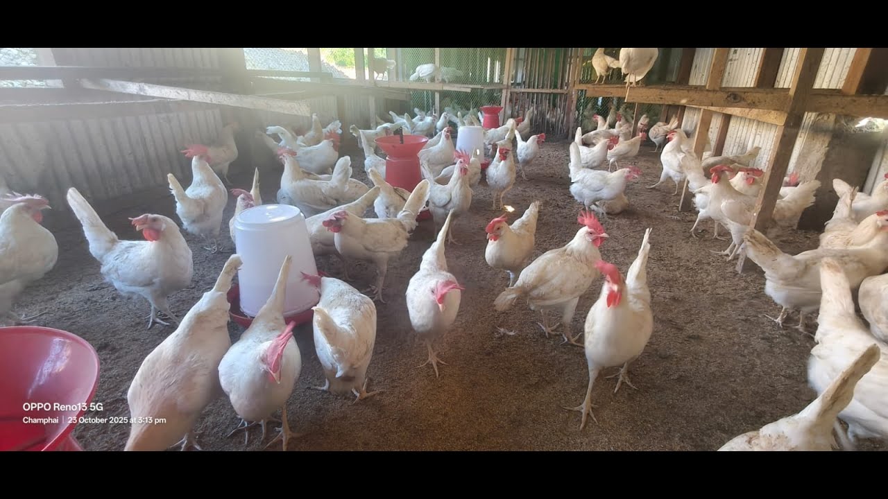 Kan Farm White Leghorn kan vulh na hmun ah LPS kuthnathawktute palai min rawn kawm na.