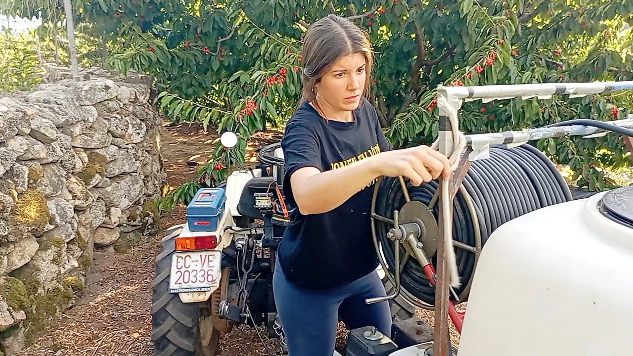 Voy a ayudar a Richard a curar los cerezos con el tractor y el bombo