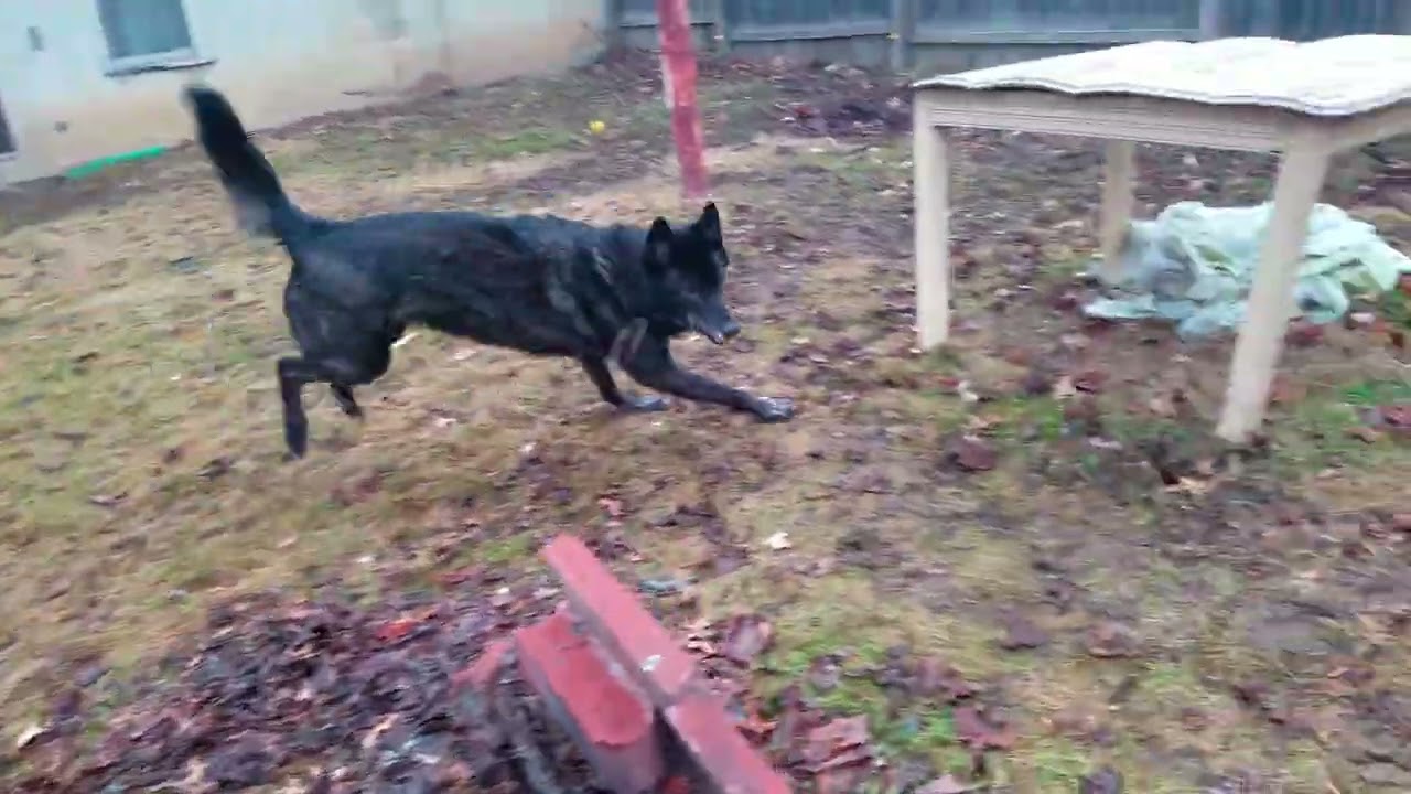 Luna Discovers a Balloon & Goes Wild