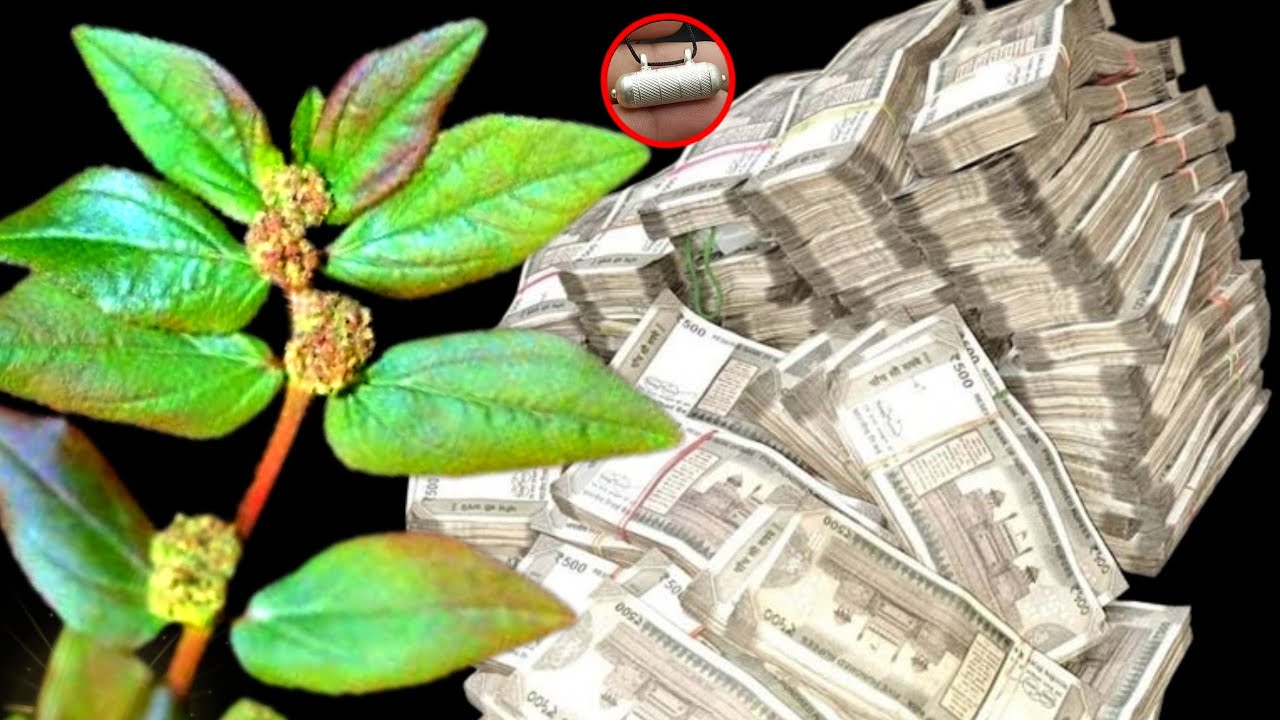 नवरात्रों में किसी दिन यह चमत्कारी जड़ पहन लें, सदियों की गरीबी होगी समाप्त, 501% प्रतिशत असरदार ||