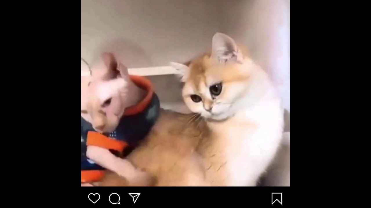 Tony Baker Cats Voice Over Part 3